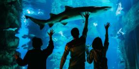 5 grunner til å besøke akvariet