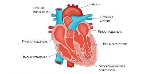 Hjertets anatomi