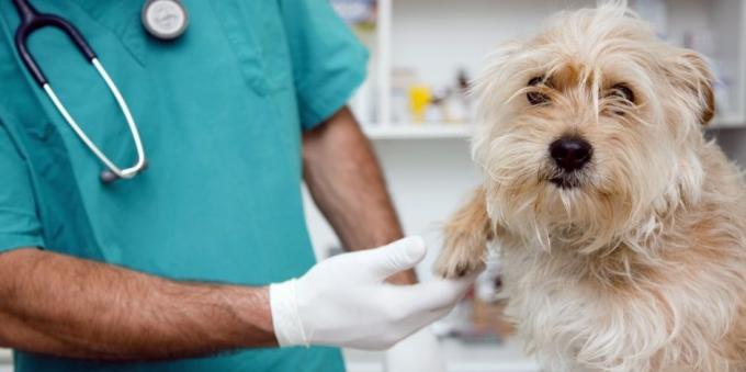 Regelmessige besøk hos veterinæren hunden vil avlaste mange helseproblemer