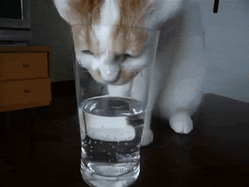 Cat drikkevann