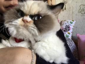 Grumpy Cat 2.0: den nye gretten katten erobrer internett