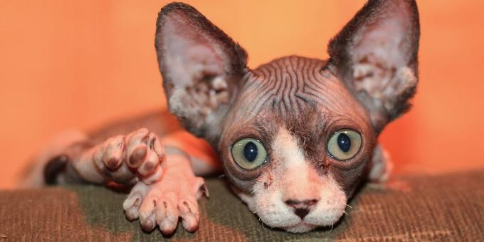 sphynx rase