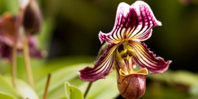 Hvordan ta vare på orkideer Pafiopedilum