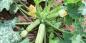 Hvordan plante og ta vare på zucchini for å få en rik høst