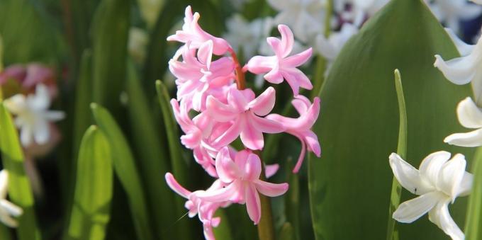 Rom oppsvulmede blomster: Hyacinth