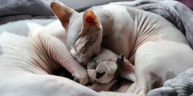 sphynx katt