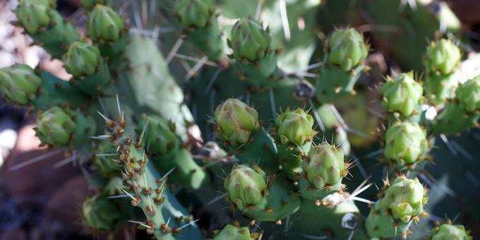 Hvordan ta vare på kaktus: kaktus knopper utvist