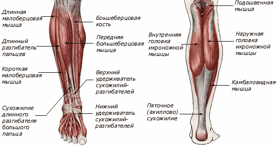 Strukturen av nedre ben