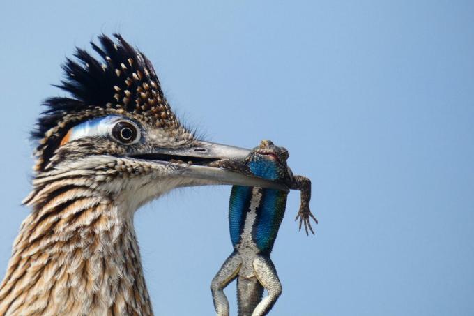 De beste fuglebildene fra National Audubon Society-konkurransen