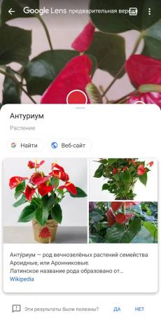 Identifisere typer potteplanter med Google Lens