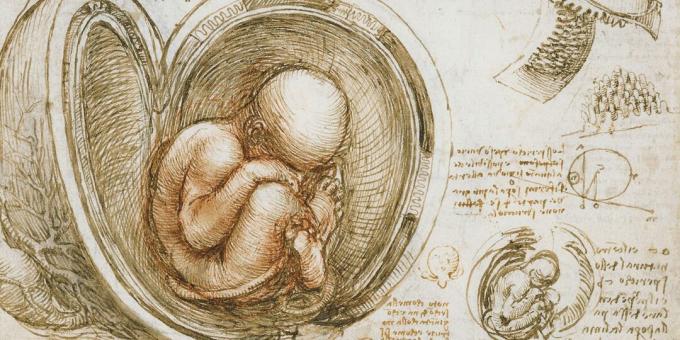 Foster i livmoren, tegning av Leonardo da Vinci