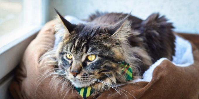 Maine Coon: fengselsforhold