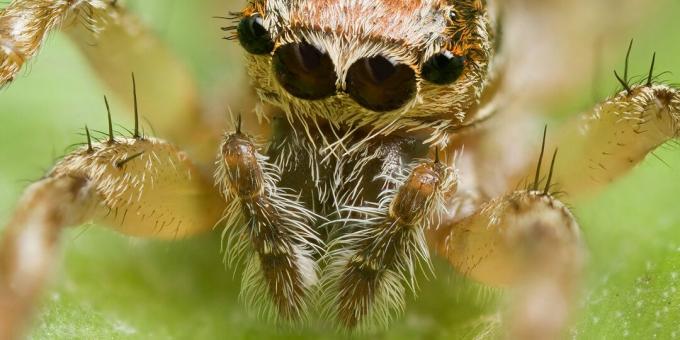 Edderkopper, skorpioner og tusenbein er insekter