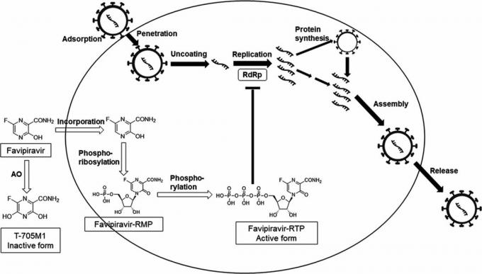 Virkningsmekanismen til favipiravir, på grunnlag av hvilken Avifavir ble utviklet