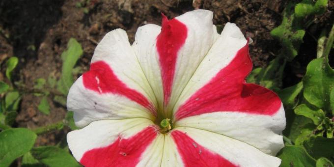 Upretensiøs blomster for blomsterbed: Petunia grandiflora