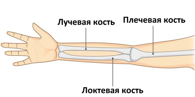 Når en arm er ødelagt, blir et av de tre beinene skadet.