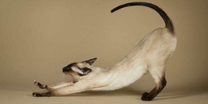 Siamese katt: rase beskrivelse