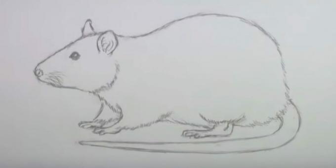 Hvordan tegne en mus: slett skisser
