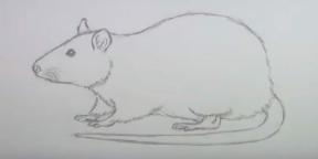 15 måter å tegne en mus eller en rotte på