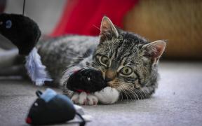 Leketøy til katter: hvordan å ikke ta med kjæledyr i tankene