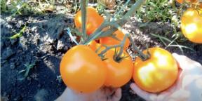 Når du skal plante tomater for frøplanter og hvordan du gjør det