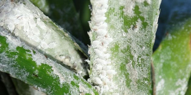 Hvordan bli kvitt mealybugs