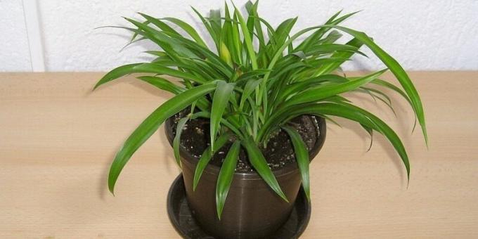 Shade stueplanter: Chlorophytum
