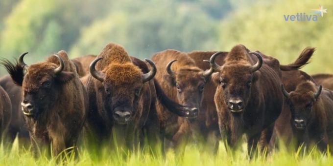 hviterussiske bison