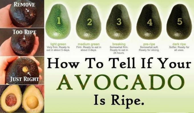 hvordan du velger en avocado