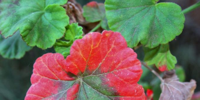 Hvordan å behandle en geranium hvis rødmende blader