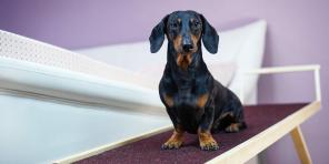 Dachshund: rase beskrivelse, karakter, omsorg og mer