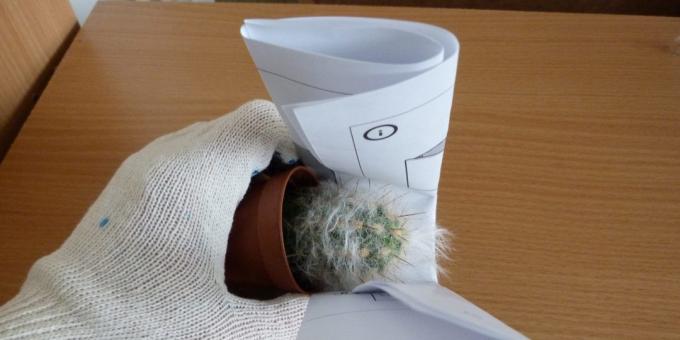 Hvordan å transplantere blomsten, hvis transplantasjon en kaktus, ta det med en sammenrullet papir