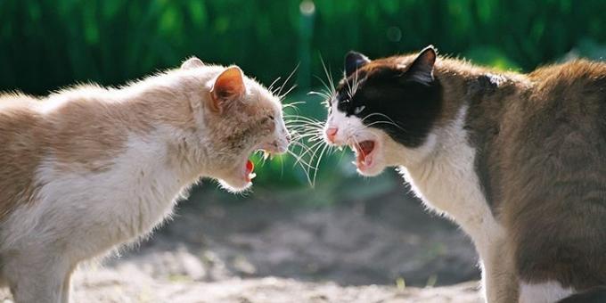 Ofte katter aggresjon forårsaket av hormoner