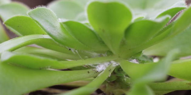 Hvordan bli kvitt mealybugs