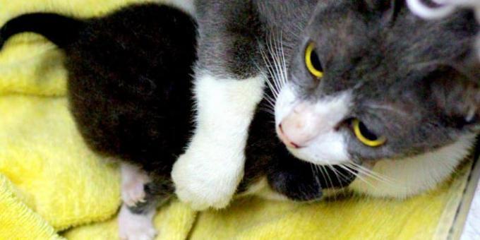 Katter beskytte sine kattunger krenkelse