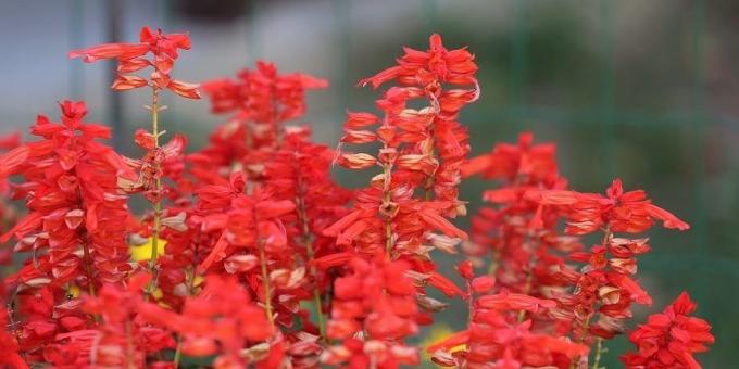 Upretensiøs blomster for blomsterbed: Salvia glitrende