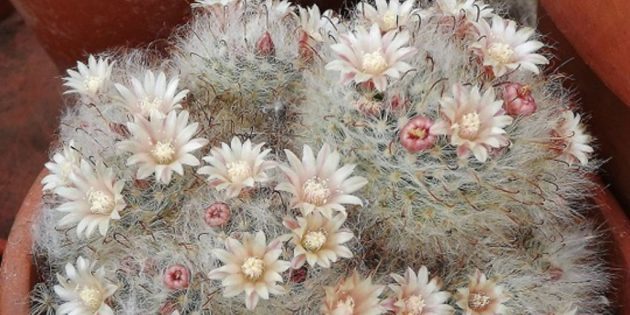 Sukkulenter: Mammillaria bokasskaya