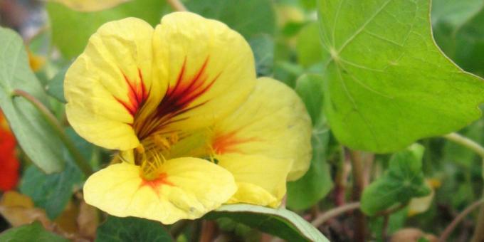 Upretensiøs blomster for blomsterbed: nasturtium