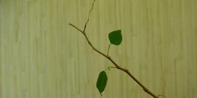 Ficus: omsorg i hjemmet