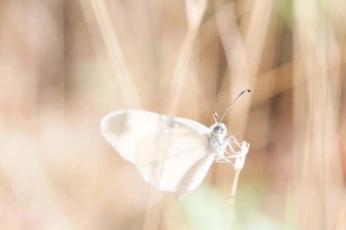 hvor vakkert å fotografere en sommerfugl