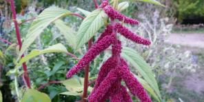 10 vakre blomster for blomsterbed, enkelt vedlikeholdes