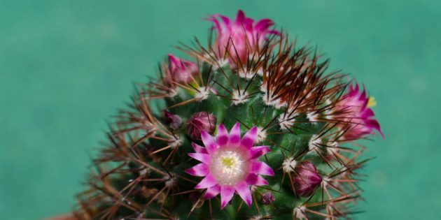 Sukkulenter: Mammillaria Bakeberg