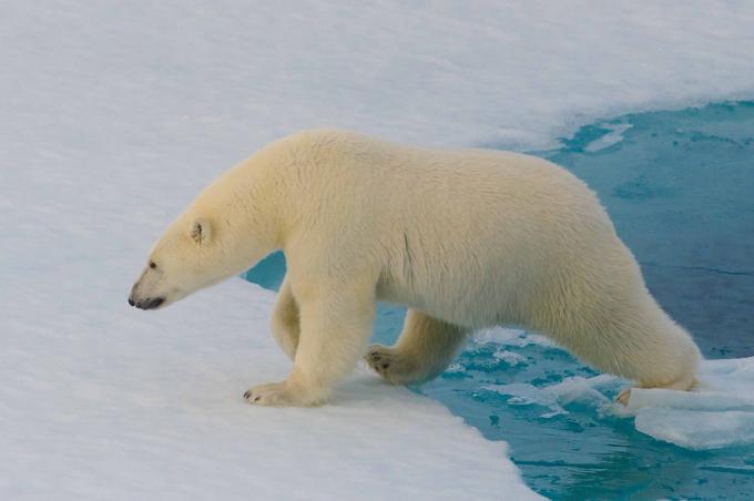 Interessante fakta: polare bjørner kan ikke oppdages med et varmekamera