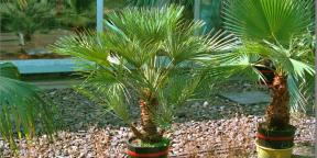 10 potte palmer, noe som vil slå huset i tropene