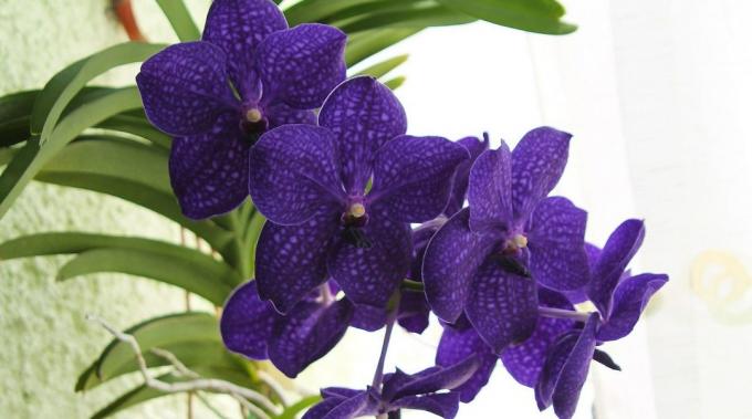 Hvordan ta vare på orkideer Vanda