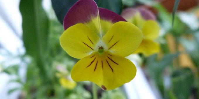 Upretensiøs blomster for blomsterbed: Tre-farget Viola