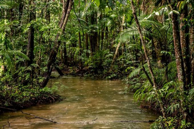 Interessante fakta: 20% av oksygenet som produseres i Amazonas