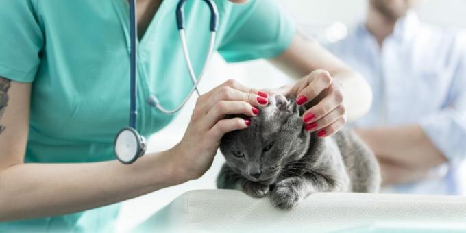 Russisk blå katt: sykdommer