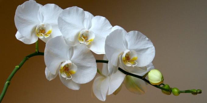 Hvordan ta vare på orkideer Phalaenopsis