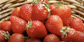 Når og hvordan plante jordbær for frøplanter for å plukke bær i år